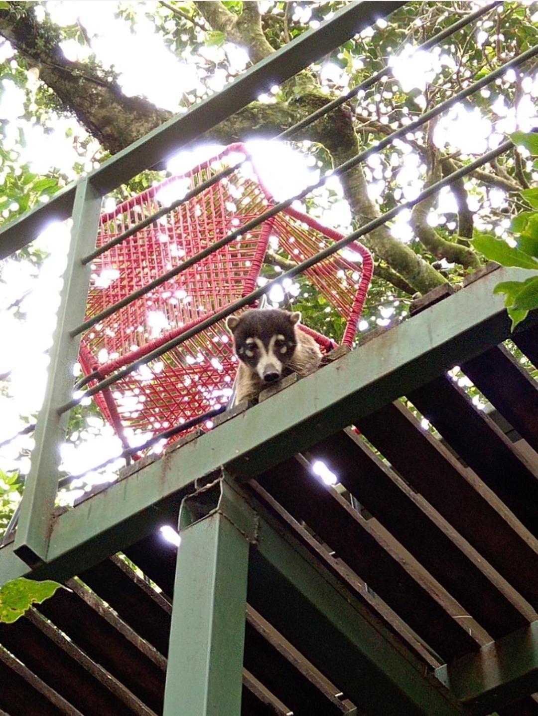 Jungle Living Tree Houses Monteverde Exteriör bild