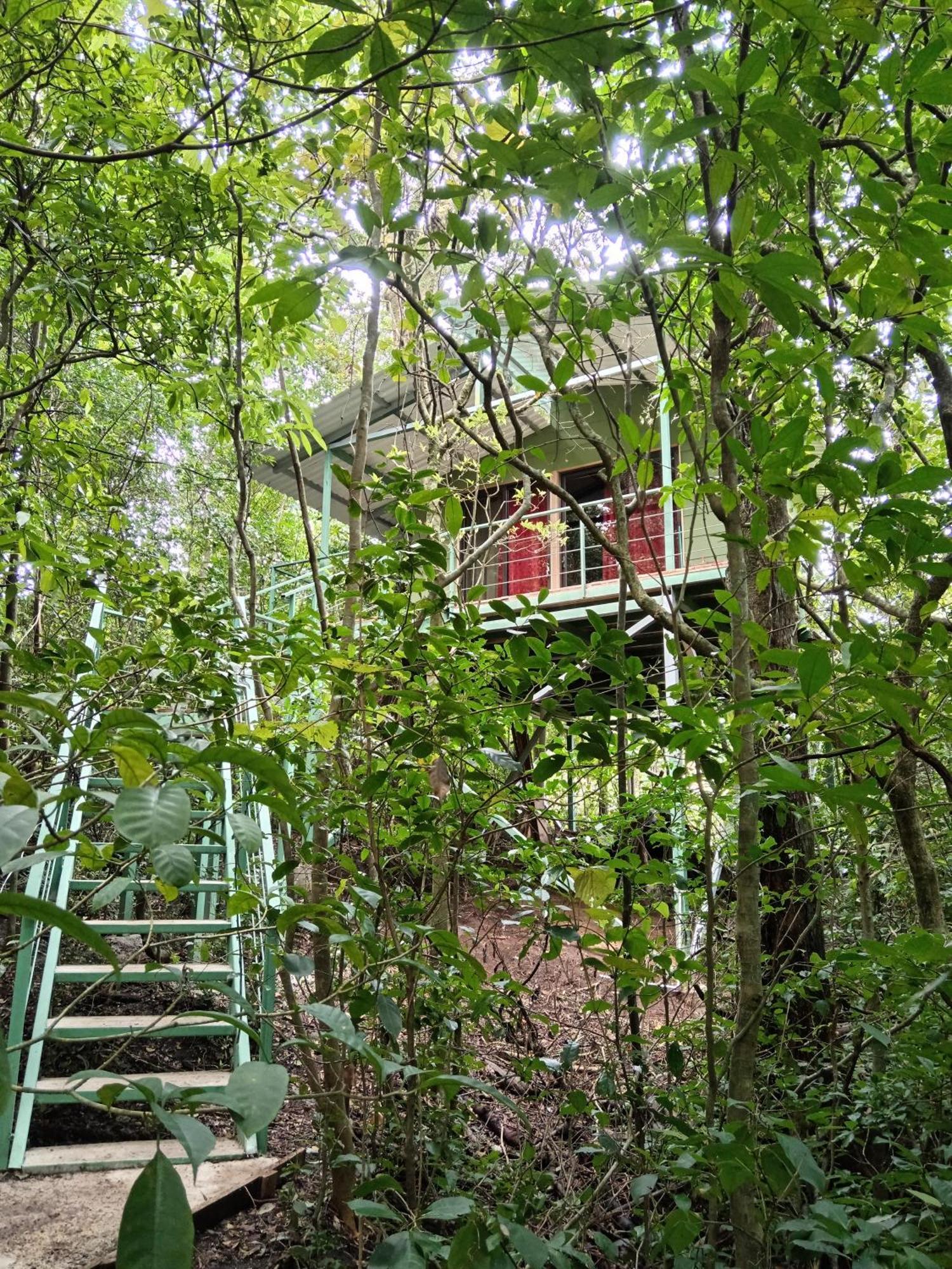Jungle Living Tree Houses Monteverde Exteriör bild